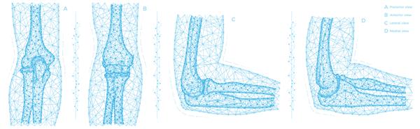 تصویر وکتور چند ضلعی مفصل آرنج انسان مفهوم آناتومی استخوان بازو طرح انتزاعی پزشکی کم پلی روی پس زمینه سفید