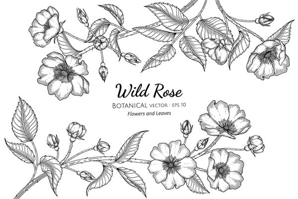 گل رز وحشی و برگ و تصویر گیاه شناسی طراحی شده با دست با هنر خط در زمینه سفید