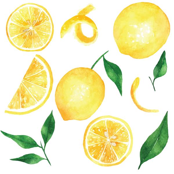 وکتور تصویر آبرنگ عناصر لیمو مجموعه لیمو جدا شده در پس زمینه سفید