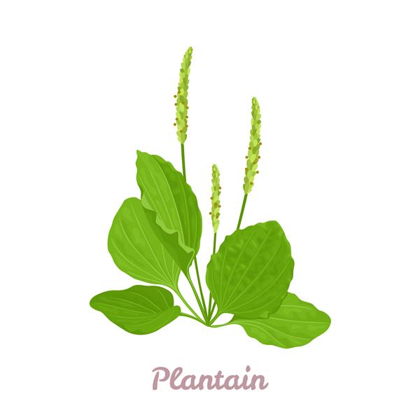 گیاه چنار جدا شده در زمینه سفید تصویر وکتور از گیاهان دارویی به سبک تخت کارتونی