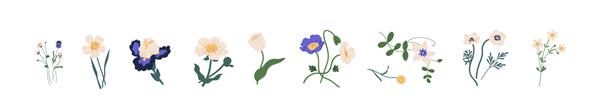 مجموعه گیاه شناسی از گیاهان گل باغ گل های زیبای کلماتیس کراسپدیا نرگس زنبق گل صد تومانی خشخاش لاله و گل های پانسی جدا شده در زمینه سفید تصویر وکتور رنگارنگ تخت