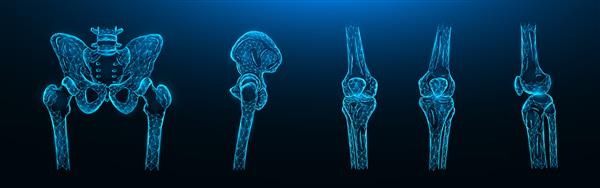 تصویر وکتور چند ضلعی از استخوان های لگن مفصل ران و مفاصل زانو در زمینه آبی تیره الگوی پزشکی آناتومی اسکلت انسان