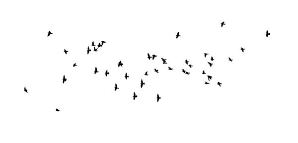 دسته ای از پرندگان در حال پرواز تصویر وکتور