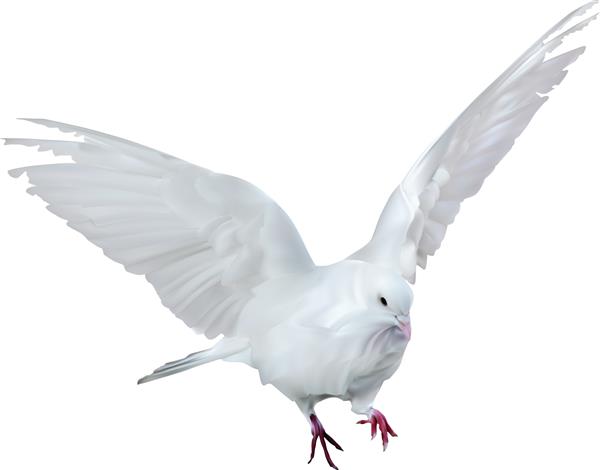 تصویر با کبوتر در پس زمینه سفید