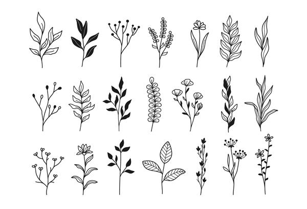 گیاهان و گل‌های ریز مجموعه‌ای از تصاویر گیاه‌شناسی خطی و زیبا