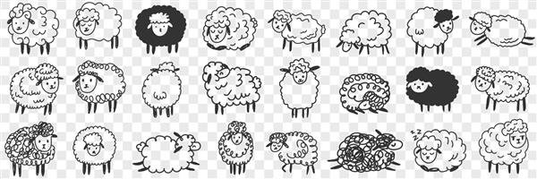 ست خنده دار ابله حیوانات گوسفند سفید و سیاه