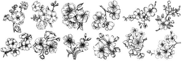 گل ساکورا گل گیاه شناسی گل عنصر تصویر جدا شده وکتور طراحی دستی گل وحشی برای پس زمینه بافت الگوی لفاف قاب یا حاشیه