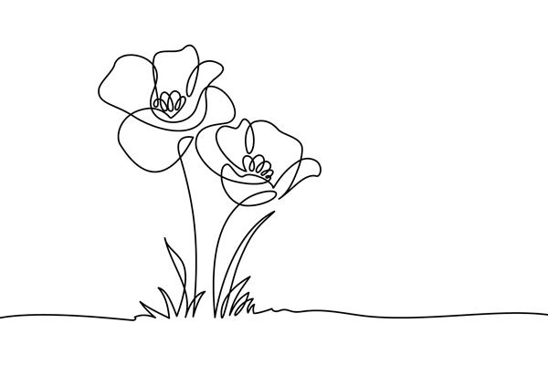 گل های خشخاش در سبک نقاشی هنری خط پیوسته حاشیه گلدار دودل با دو گل که در میان علف‌ها شکوفا شده‌اند طرح خطی سیاه و سفید مینیمالیستی جدا شده در پس زمینه سفید تصویر وکتور