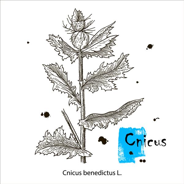 خار مبارک - cnicus benedictus گیاه دارویی تصویر وکتور گیاه شناسی با دست