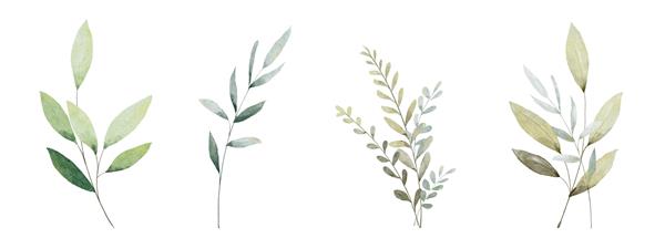 مجموعه ای از عناصر برگ سبز آبرنگ مجموعه وکتور گیاه شناسی جدا شده روی پس زمینه سفید مناسب برای دعوت عروسی ذخیره تاریخ تشکر یا کارت تبریک