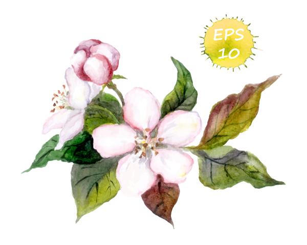 سیب شکوفه درخت گیلاس - گل های صورتی وکتور آبرنگ