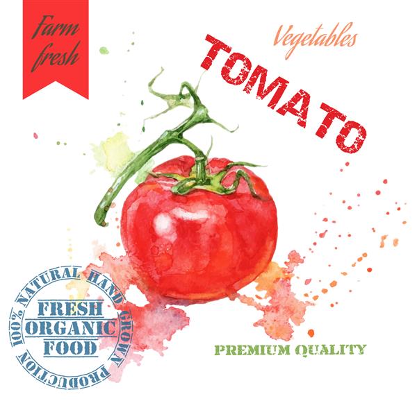 تصویر گوجه فرنگی با آبرنگ نقاشی شده با دست با پاشش در پس زمینه سفید طراحی برای غذا تولید کشاورزان و منوی گیاهی تصویر وکتور