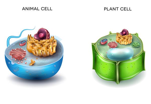 ساختار سلولی و سلولی گیاهی آناتومی رنگارنگ با جزئیات مقطع