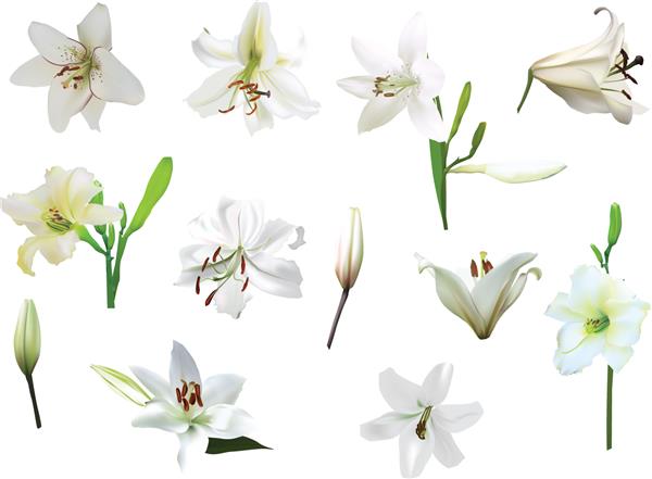 تصویر با گل های زنبق جدا شده در پس زمینه سفید