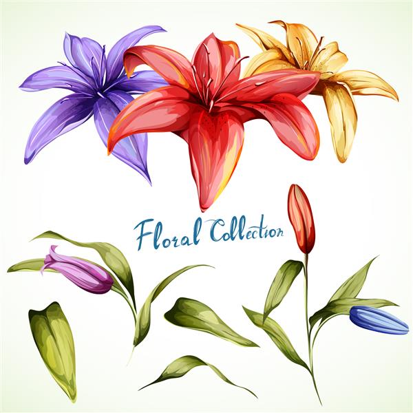 تصویر لیلی مجموعه سه گل با برگ و غنچه آبرنگ طراحی شده با دست