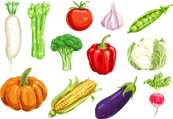 طراحی سبزیجات سالم با آبرنگ فلفل و گوجه فرنگی سیر کلم بروکلی و تربچه ذرت بادمجان و کدو تنبل نخود مارچوبه گل کلم و سبزیجات دایکون برای طراحی کشاورزی
