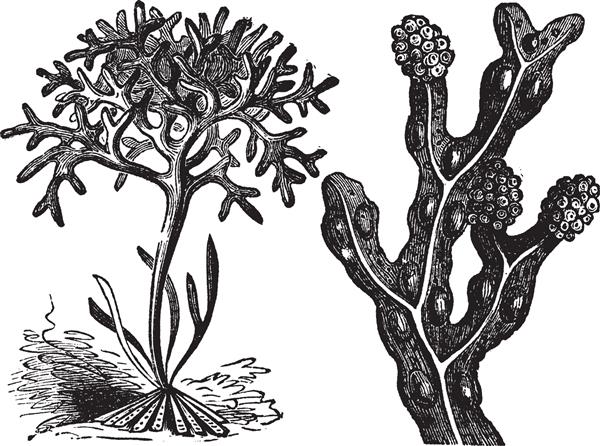 Chondrus crispus خزه ایرلندی یا Fucus vesiculosus حکاکی بر روی مثانه تصویر قدیمی قدیمی از جلبک‌های مختلف