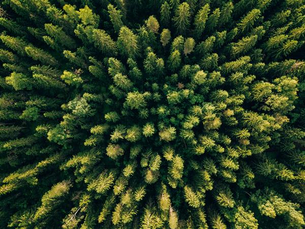 نمای هوایی از درختان سبز تابستانی در جنگل روستایی فنلاند عکاسی با پهپاد