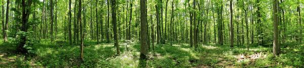 منظره جنگلی سبز با تنه درختان پوشیده از خزه