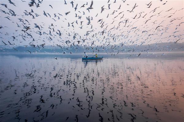 یکی از مواردی که باید در دهلی هند یامونا گات بازدید کنید از تعداد پرندگانی که هر زمستان به اینجا می آیند شگفت زده خواهید شد مناسب برای عکاسی