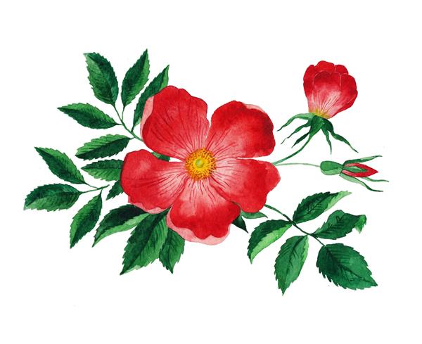 گل رز قرمز گل آبرنگ با برگ
