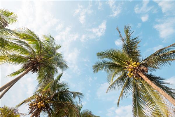 پس زمینه طبیعت پرنعمت - درخت نخل نارگیل در ساحل استوایی آسمان آبی با نور خورشید صبح در تابستان زاویه برآمده فیلتر قدیمی اینستاگرام