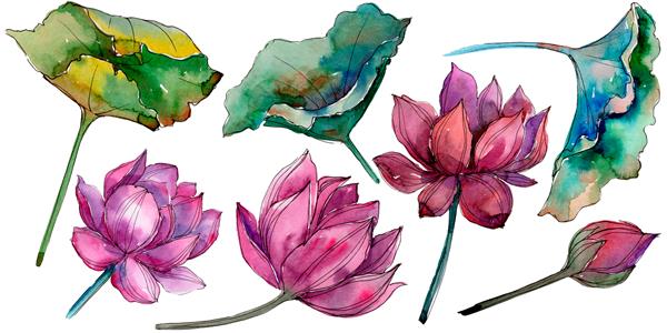 گل نیلوفر صورتی گل گیاه شناسی گل عنصر تصویر جدا شده گل وحشی آکوارل برای پس زمینه بافت الگوی لفاف قاب یا حاشیه