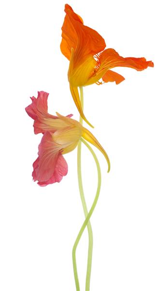 عکس استودیویی از گل‌های ناستورتیوم رنگی نارنجی و قرمز جدا شده روی پس‌زمینه سفید عمق میدان زیاد DOF ماکرو نماد میهن پرستی و تسخیر