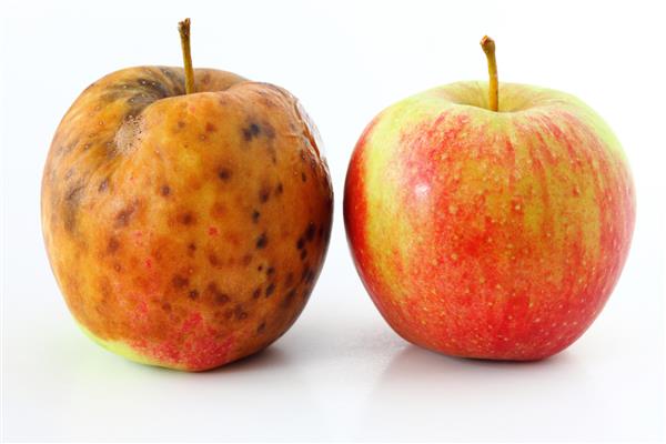 یک سیب قرمز بد در زمینه سفید خراب شده سیب های سالم و فاسد