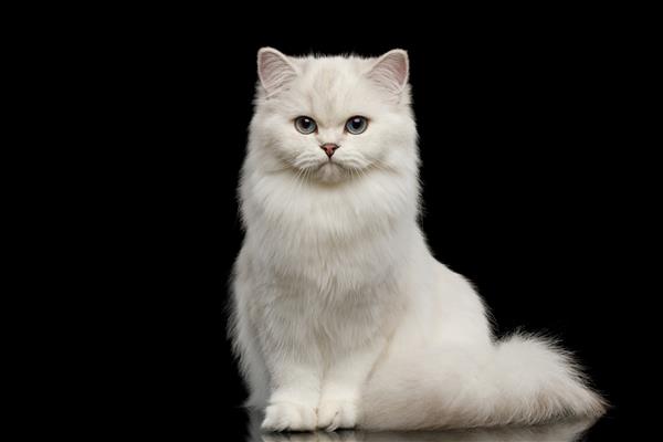 گربه نژاد بریتانیایی شایان ستایش رنگ سفید با چشمان آبی نشسته و نگاه کردن در دوربین در پس زمینه مشکی ایزوله نمای جلو