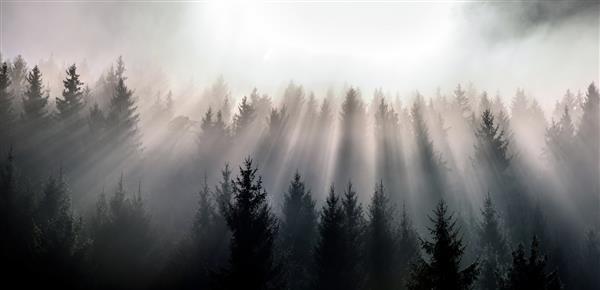 اشعه های خورشید جنگل انبوه کاج در غبار صبحگاهی مه بالای جنگل های کاج