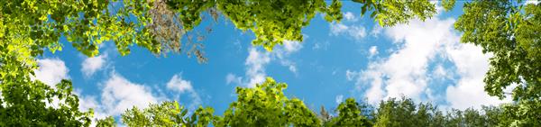 درختان سبز در آسمان آبی پانوراما