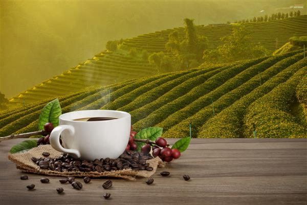 فنجان قهوه داغ با دانه‌های قهوه قرمز ارگانیک تازه و برشته‌های قهوه روی میز چوبی و پس‌زمینه مزرعه با فضای کپی برای متن شما