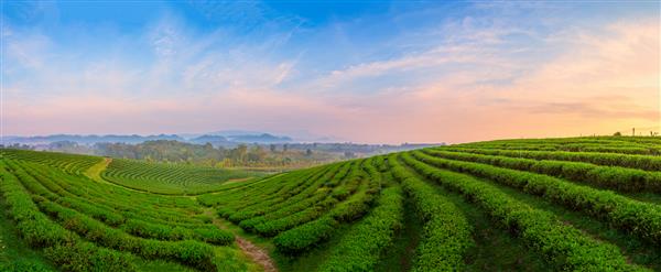 غروب زیبا در مزرعه چای چوی فونگ چیانگ رای تایلند