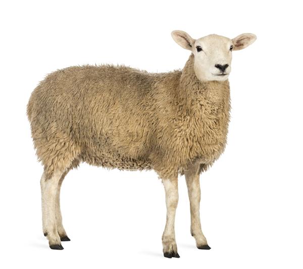 نمای جانبی گوسفندی که در مقابل پس‌زمینه سفید نگاه می‌کند