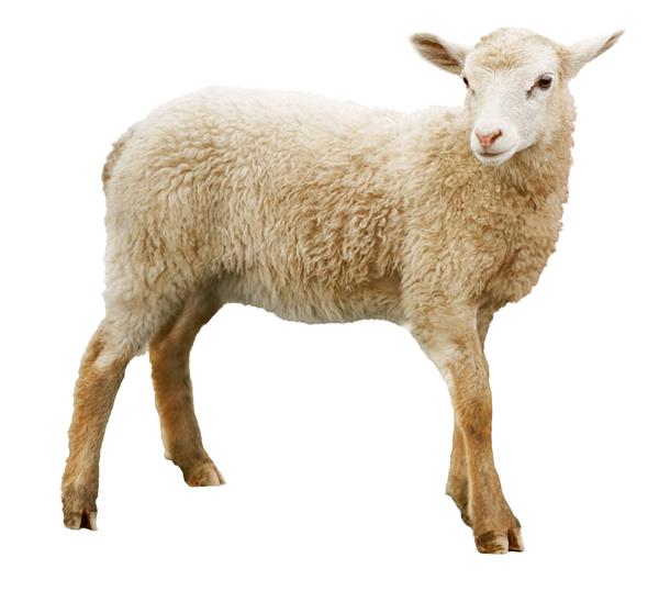 گوسفند جدا شده در پس زمینه سفید