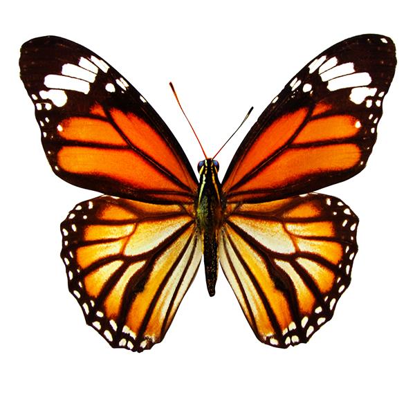 پروانه نارنجی طبیعی جدا شده در پس زمینه سفید