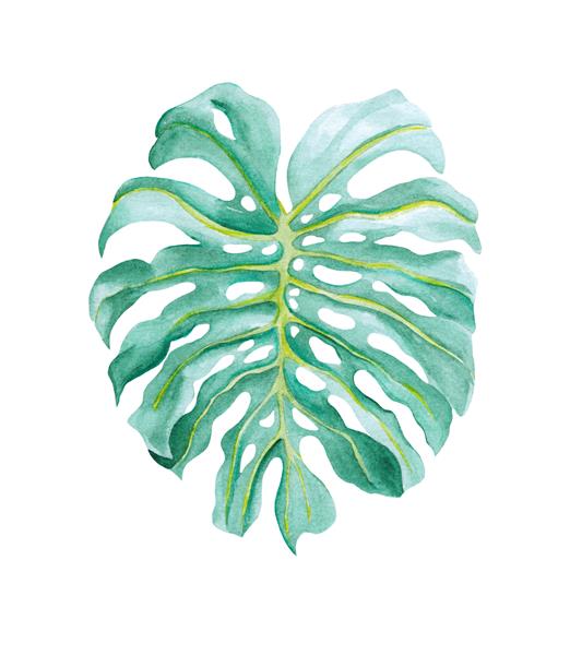 ست آبرنگ نقاشی شده با دست پوستری با برگ های سبز رنگ