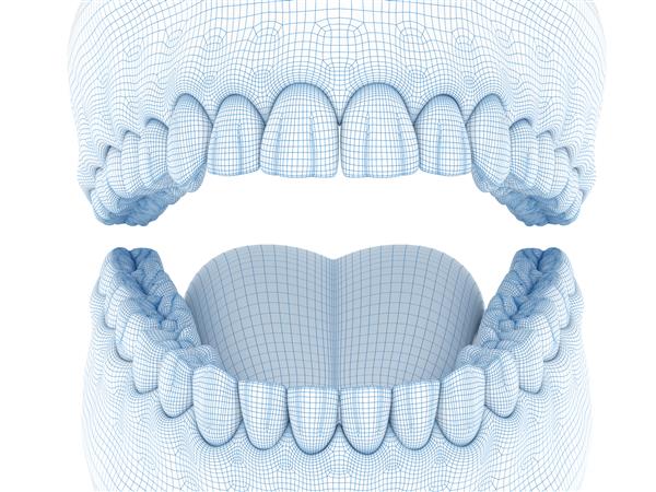 مورفولوژی لثه و دندان های فک پایین انسان تصویر مدل سه بعدی سیمی