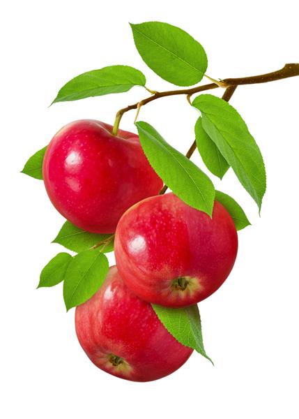 اپل منزوی شده است سه سیب آبدار رسیده قرمز روی شاخه با برگ های سبز جدا شده در پس زمینه سفید به عنوان طرح برای بسته بندی