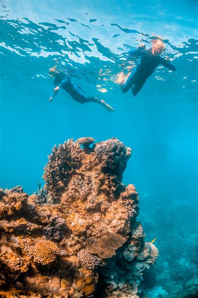 صخره مرجانی رنگارنگ و پر جنب و جوش در آب های کم عمق شفاف با غواصی هایی که در بالا شنا می کنند و از صحنه لذت می برند