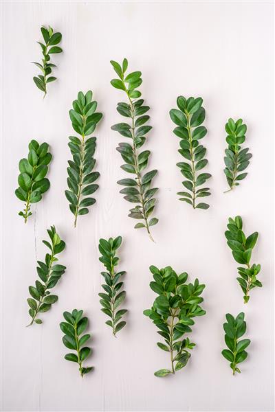 بافت Buxus sempervirens برگهای برگ سبز شاخه های پس زمینه سفید پس زمینه چوبی کپی فضای قالب نمای بالا پس زمینه بالای سر