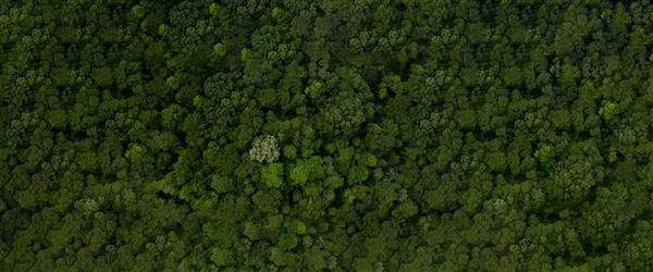 نمای بالای هوایی درخت جنگل مفهوم و پس زمینه اکوسیستم جنگل بارانی و محیط سالم بافت نمای جنگل درخت سبز از بالا فضای کپی برای بنر وب