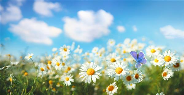 ماکرو بابونه بابونه در زمین بهار تابستانی در پس‌زمینه آسمان آبی با آفتاب و یک پروانه در حال پرواز نمای پانوراما منظره طبیعی تابستانی با فضای کپی