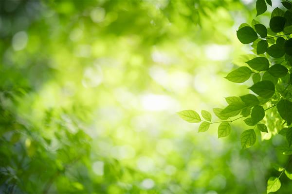 ماهیت برگ سبز در باغ در تابستان گیاهان برگ سبز طبیعی که به عنوان پس‌زمینه فصل بهار از اکولوژی محیط زیست یا کاغذ دیواری سبز استفاده می‌کنند