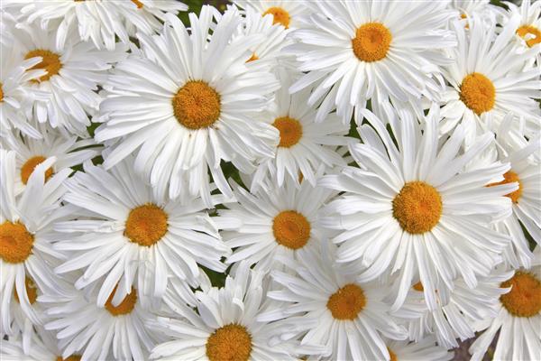 گل های مروارید سفید بزرگ به عنوان پس زمینه