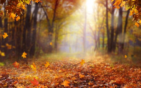 منظره زیبای پاییزی با درختان زرد و خورشید شاخ و برگ های رنگارنگ در پارک پس زمینه طبیعی برگ در حال سقوط مفهوم فصل پاییز