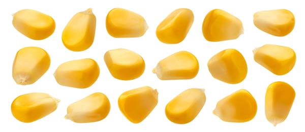 دانه‌های تازه ذرت جدا شده در پس‌زمینه سفید با مسیر برش نزدیک دانه‌های ذرت زرد خام مجموعه ماکرو