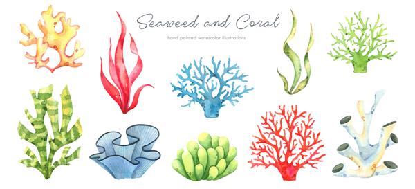 مجموعه آبرنگ نقاشی شده با دست با جلبک های رنگارنگ مرجان ها و سایر گیاهان زیر آب جدا شده در زمینه سفید