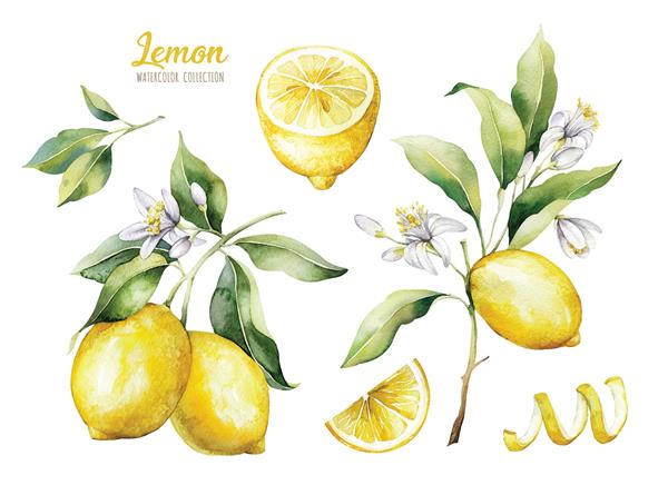 مجموعه ای از تصاویر آبرنگ از لیمو لیموهای رسیده شاخه درخت با دست نقاشی شده با برگ های سبز در زمینه سفید برای طرح شما